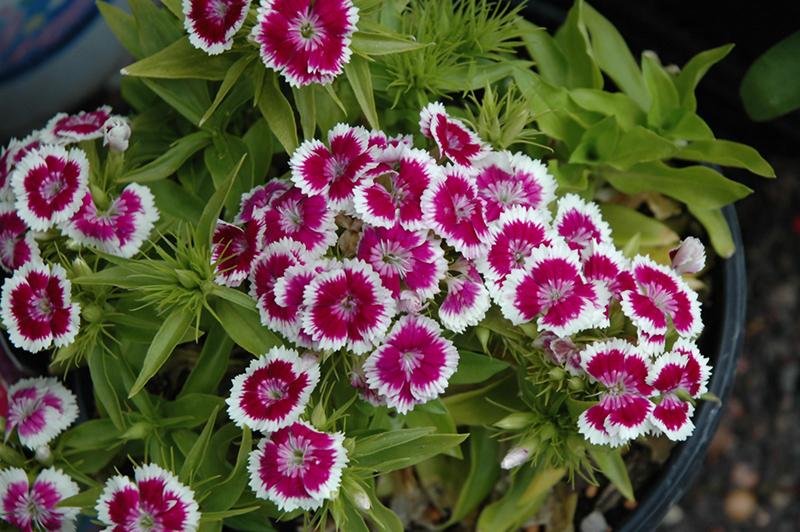 Dianthus Barbatus Barbarini Purple Picotee - View 13 from www redcrocus com