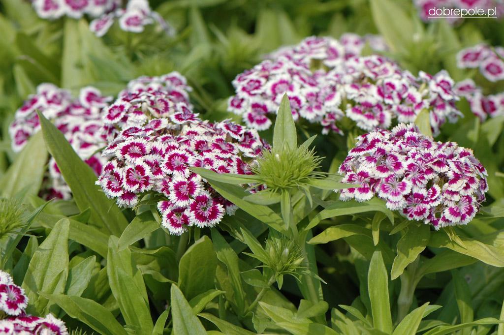 Dianthus Barbatus Barbarini Purple Picotee - View 8 from www redcrocus com