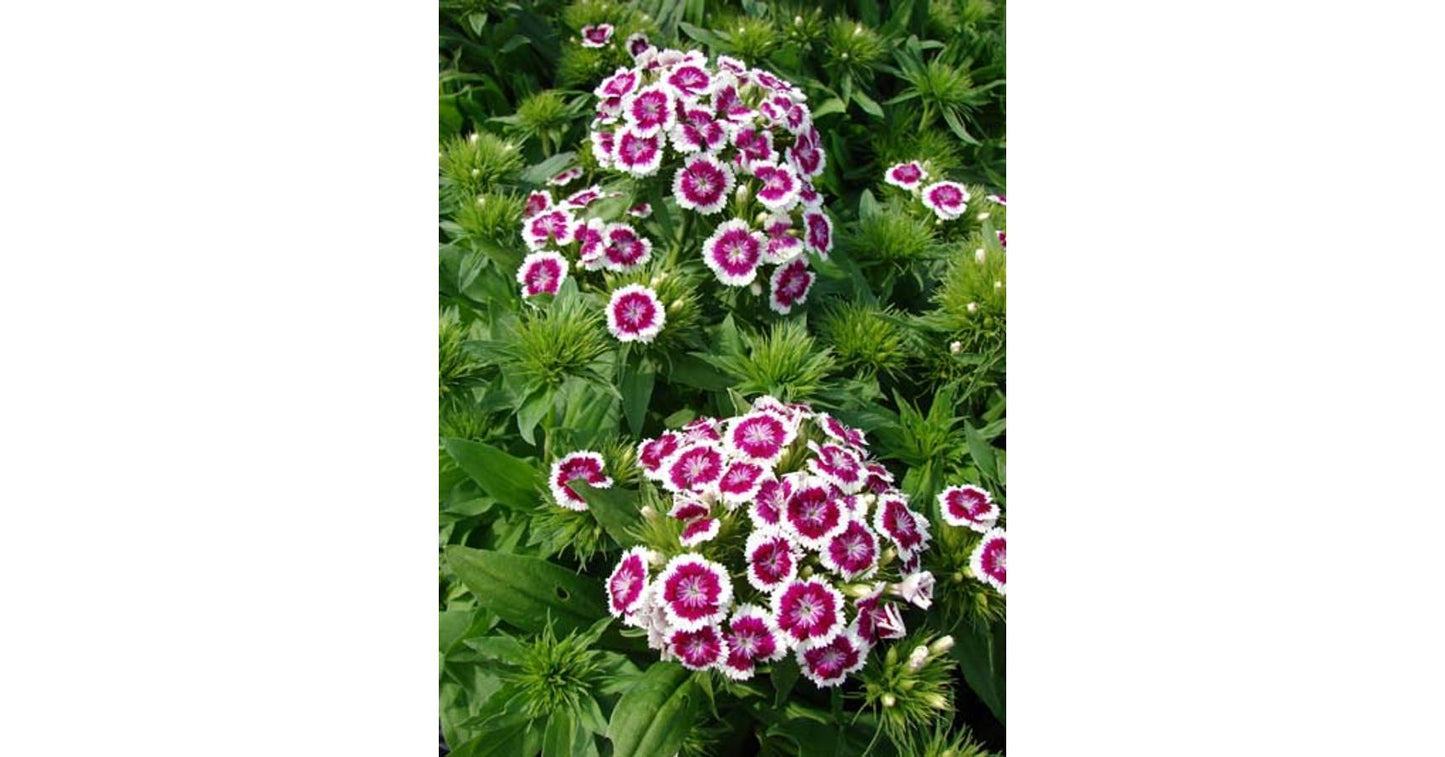 Dianthus Barbatus Barbarini Purple Picotee - View 9 from www redcrocus com