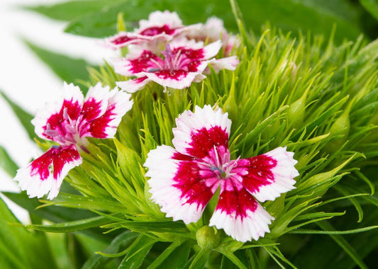 Dianthus Barbatus Barbarini Red - View 11 from www redcrocus com