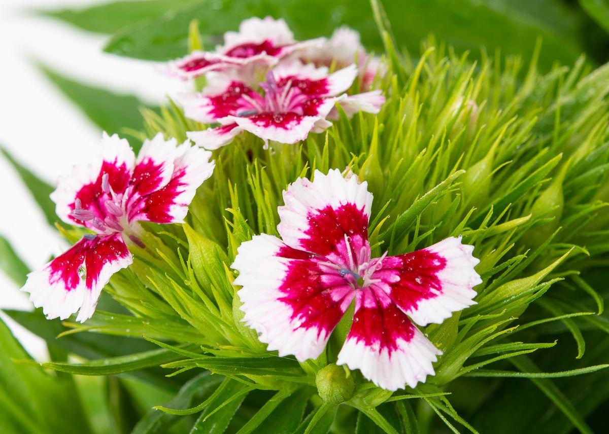 Dianthus Barbatus Barbarini Red - View 11 from www redcrocus com