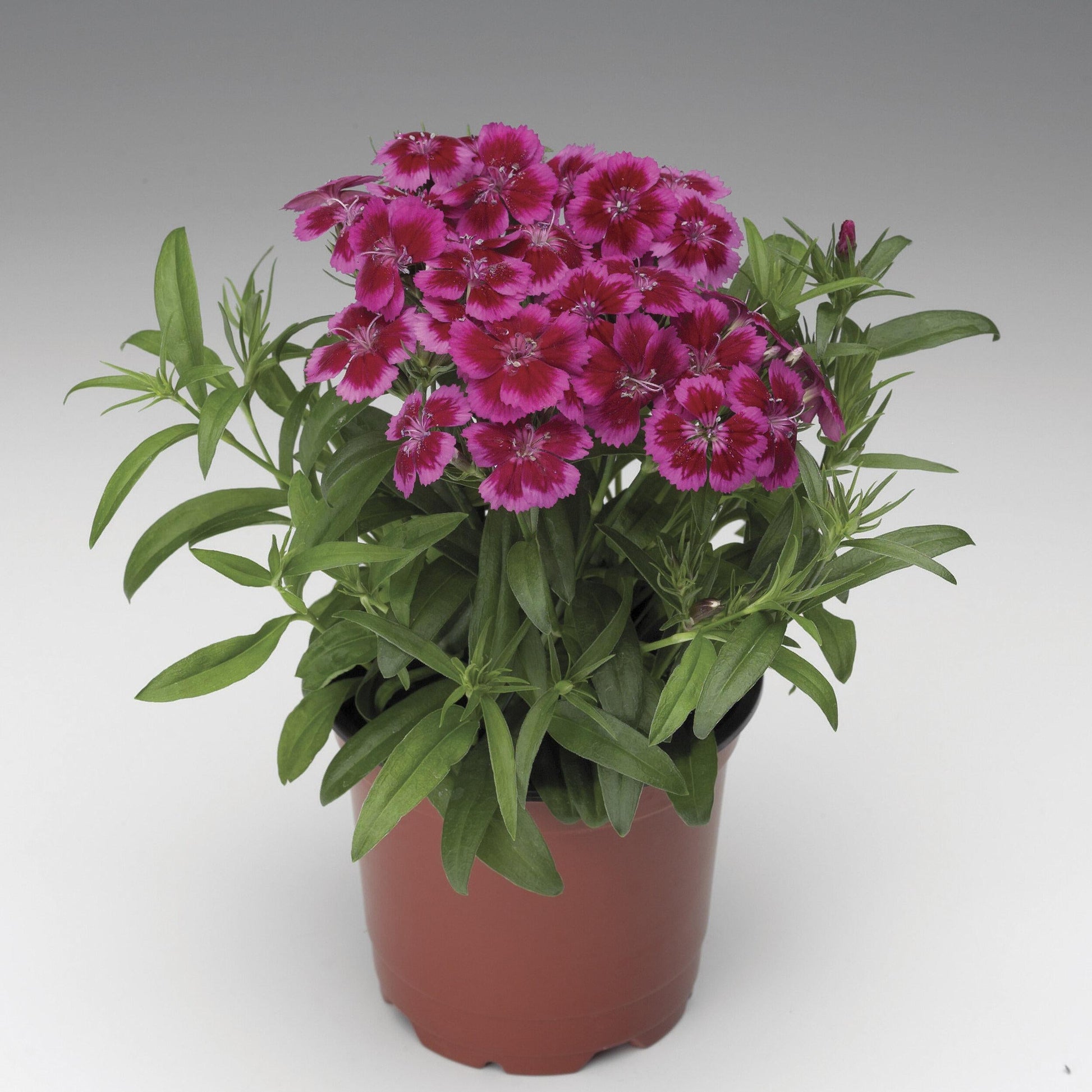 Dianthus Barbatus Barbarini Red - View 12 from www redcrocus com