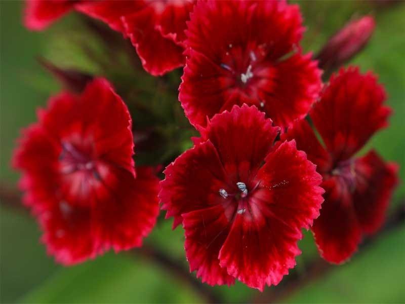 Dianthus Barbatus Barbarini Red - View 13 from www redcrocus com