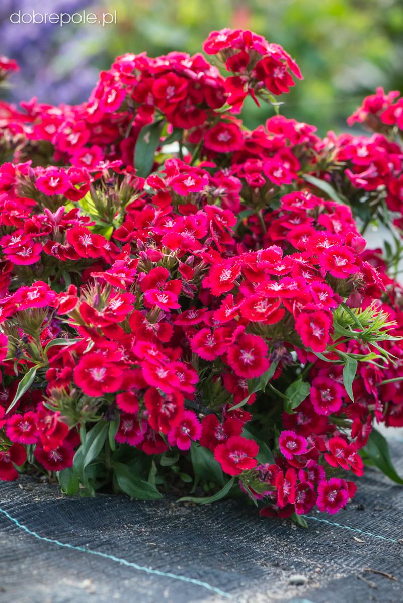 Dianthus Barbatus Barbarini Red - View 14 from www redcrocus com