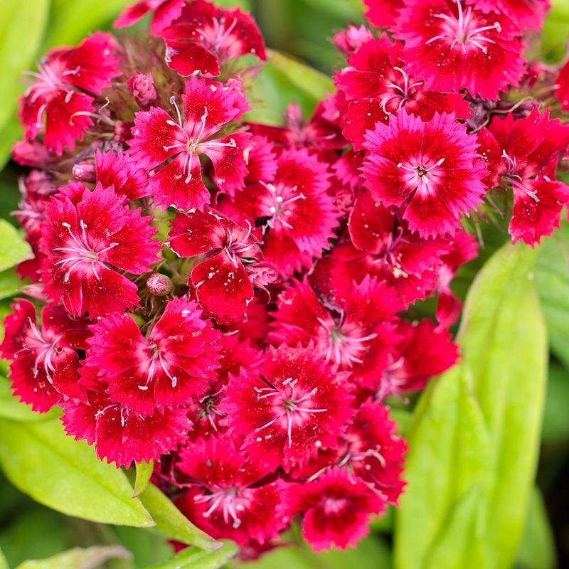 Dianthus Barbatus Barbarini Red - View 15 from www redcrocus com