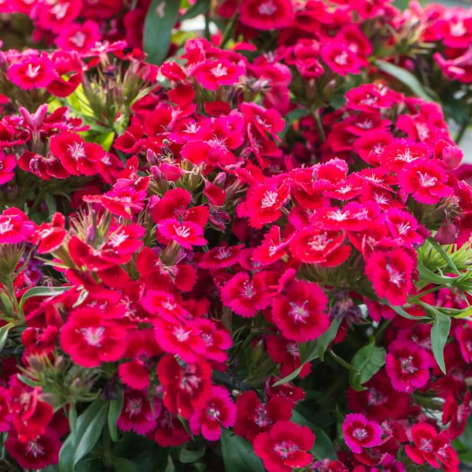 Dianthus Barbatus Barbarini Red - View 16 from www redcrocus com
