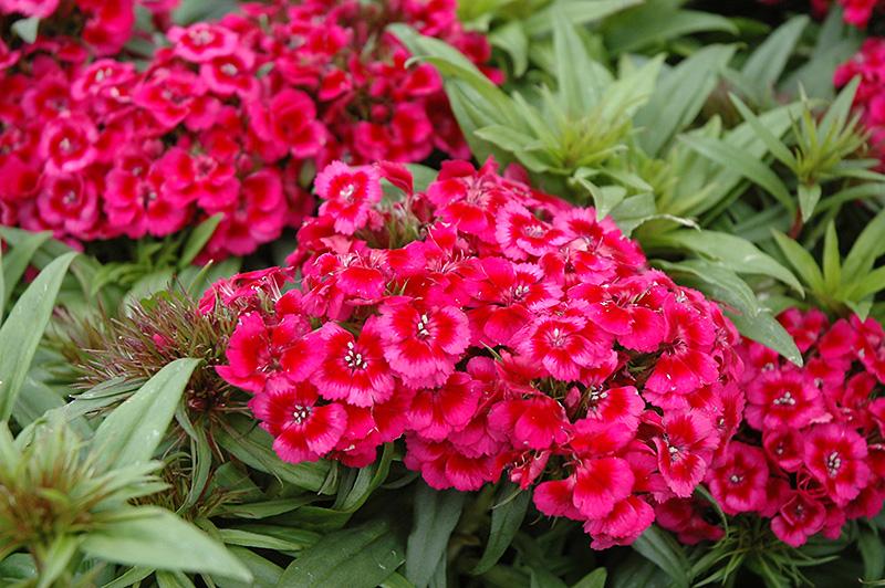 Dianthus Barbatus Barbarini Red - View 17 from www redcrocus com