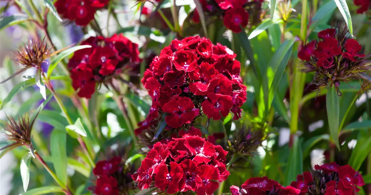 Dianthus Barbatus Barbarini Red - View 17 from www redcrocus com
