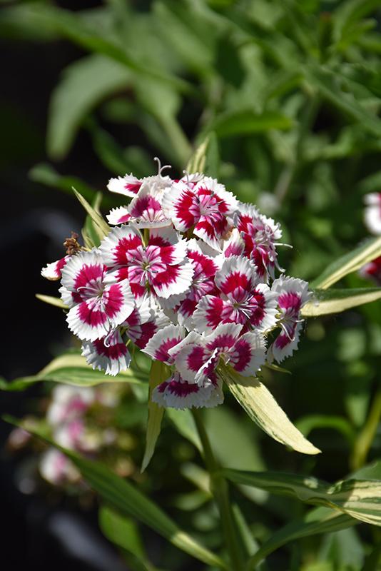 Dianthus Barbatus Barbarini Red - View 18 from www redcrocus com