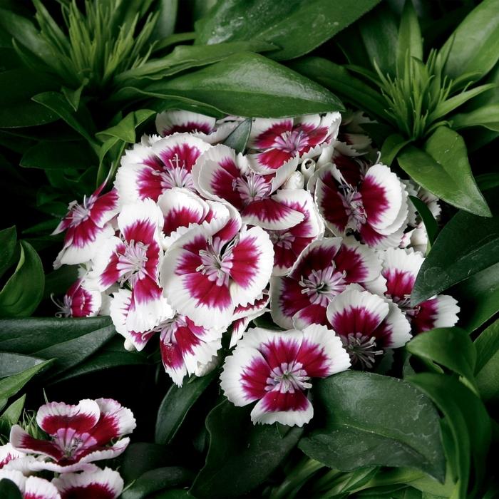 Dianthus Barbatus Barbarini Red - View 19 from www redcrocus com