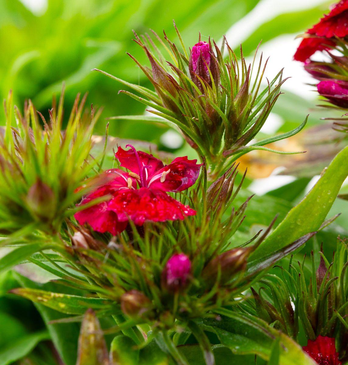 Dianthus Barbatus Barbarini Red - View 2 from www redcrocus com