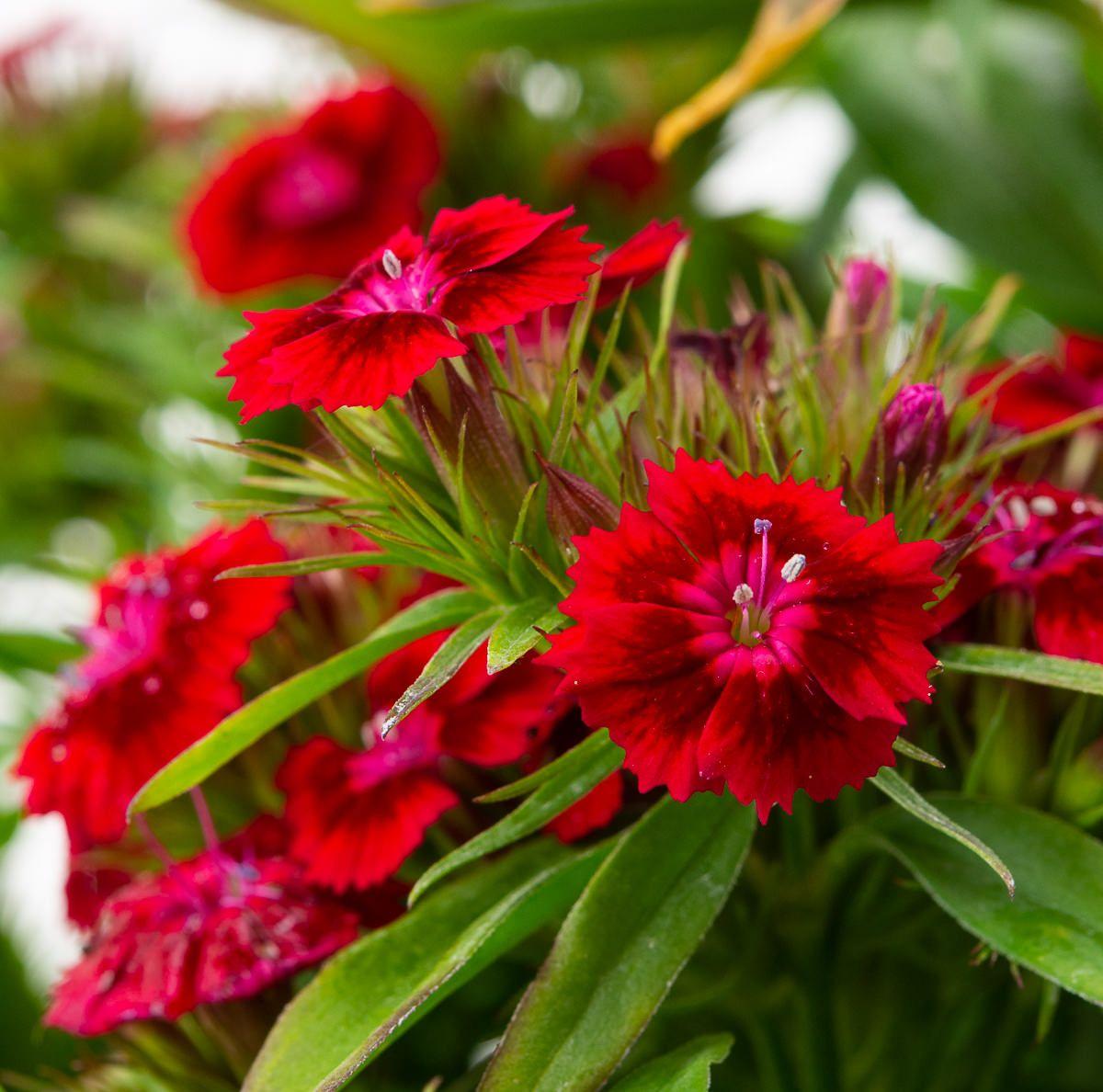 Dianthus Barbatus Barbarini Red - View 3 from www redcrocus com