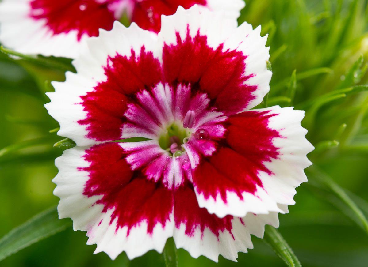 Dianthus Barbatus Barbarini Red - View 4 from www redcrocus com