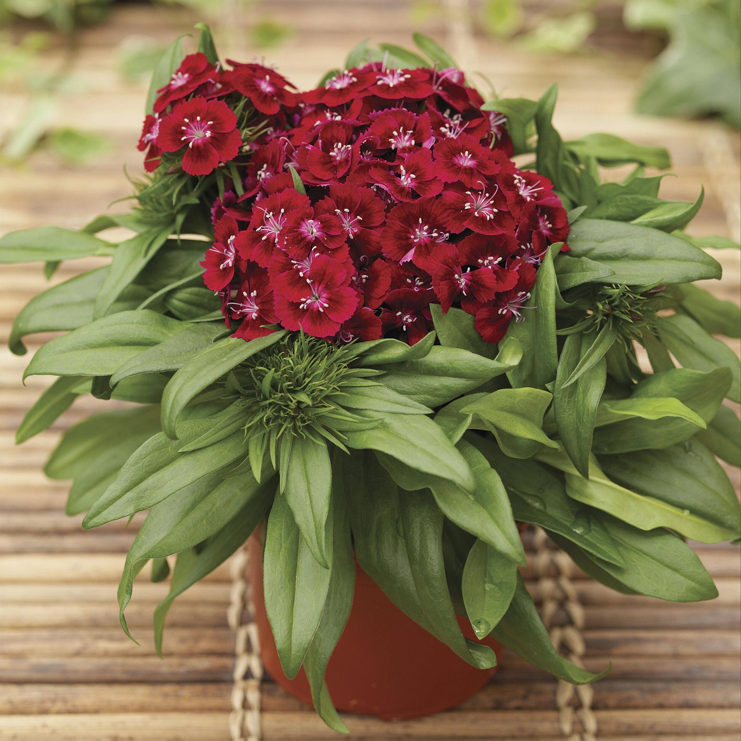Dianthus Barbatus Barbarini Red - View 7 from www redcrocus com