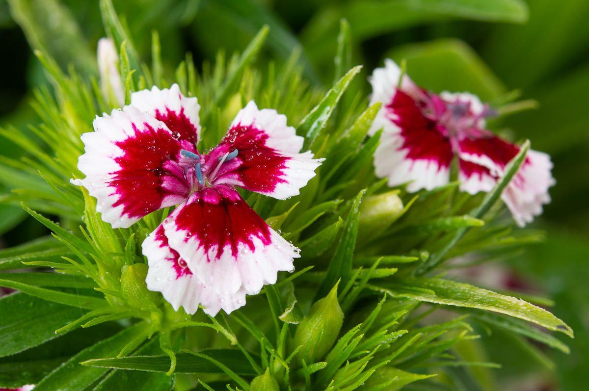 Dianthus Barbatus Barbarini Red - View 9 from www redcrocus com