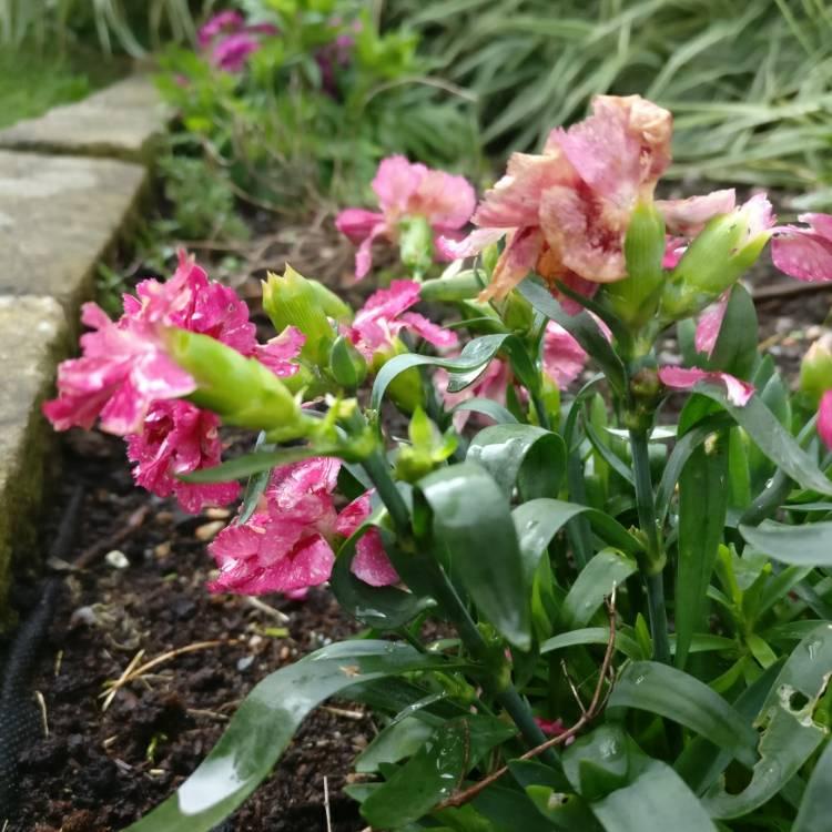 Dianthus Barbatus Barbarini Rose - View 14 from www redcrocus com