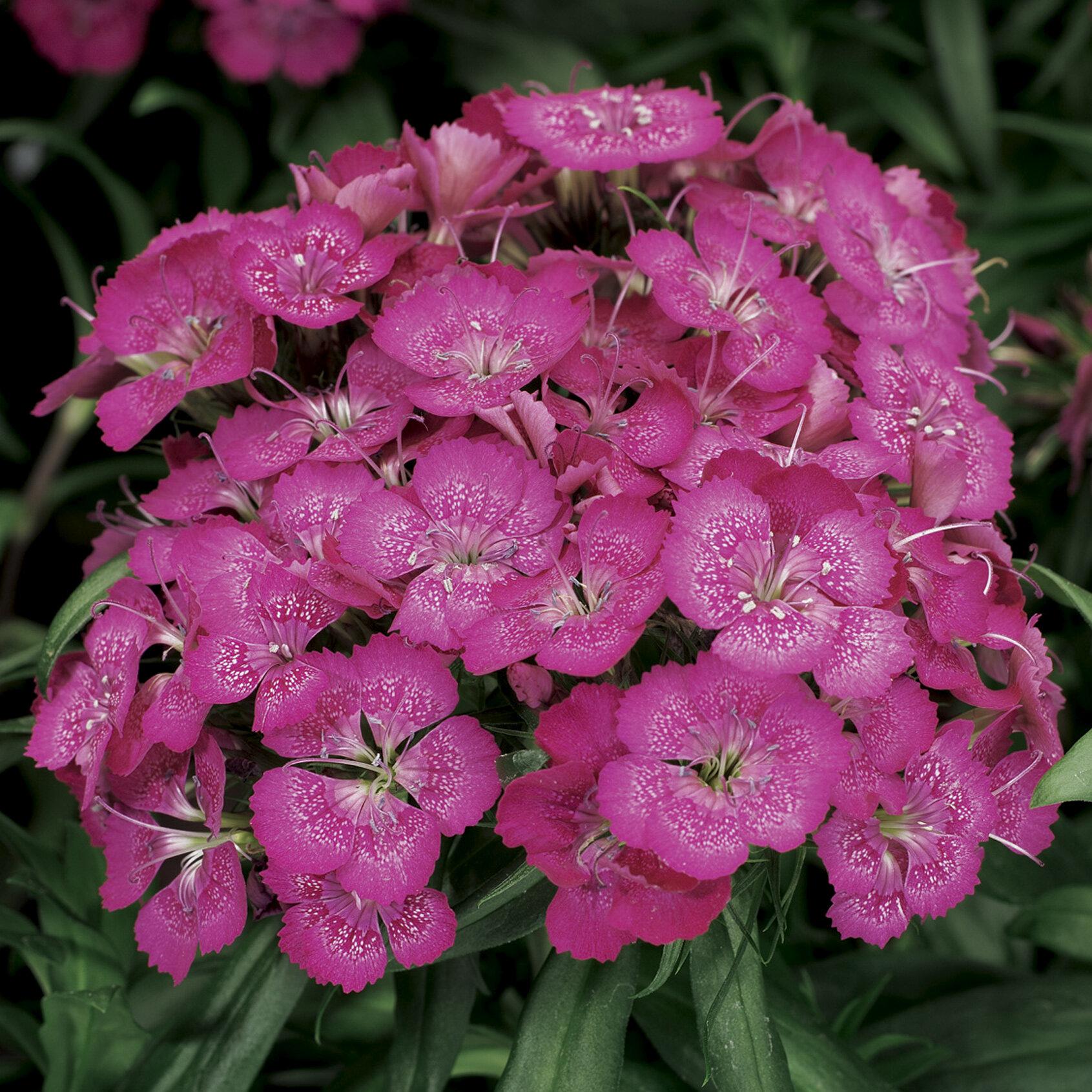 Dianthus Barbatus Barbarini Rose - View 2 from www redcrocus com