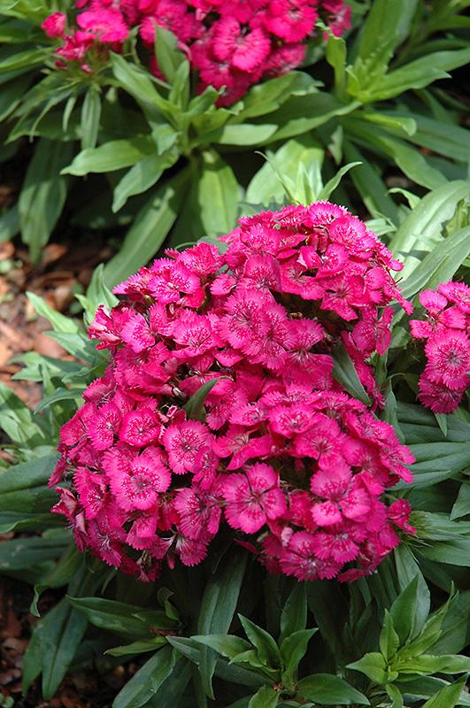 Dianthus Barbatus Barbarini Rose - View 4 from www redcrocus com