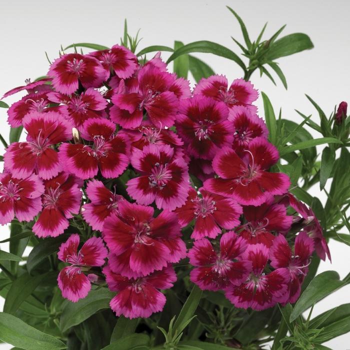 Dianthus Barbatus Barbarini Rose - View 5 from www redcrocus com