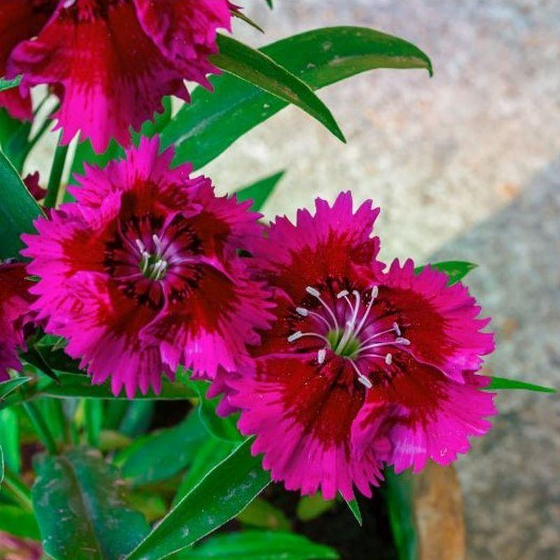 Dianthus Barbatus Barbarini Rose - View 6 from www redcrocus com