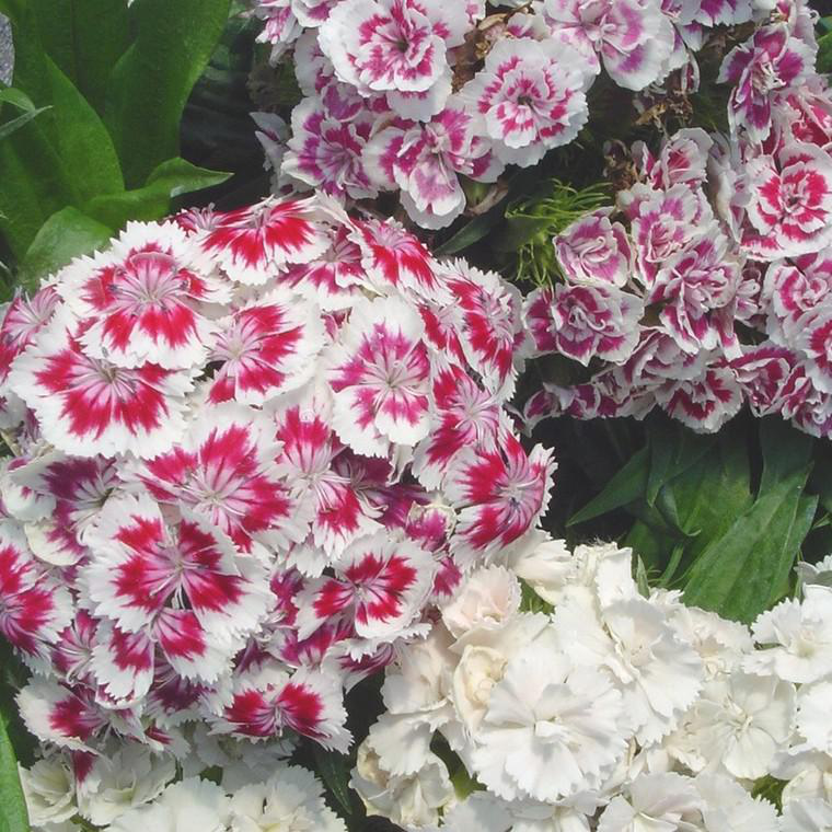 Dianthus Barbatus Barbarini Rose - View 8 from www redcrocus com
