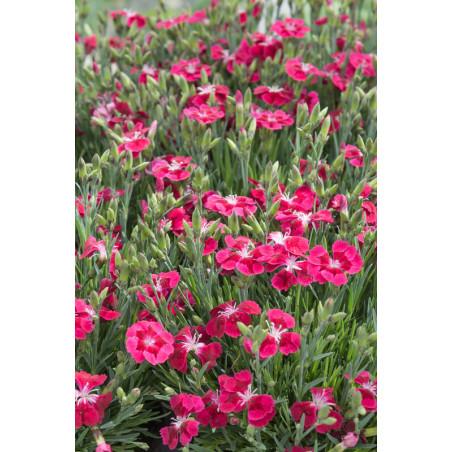 Dianthus Barbatus Barbarini Rose - View 8 from www redcrocus com
