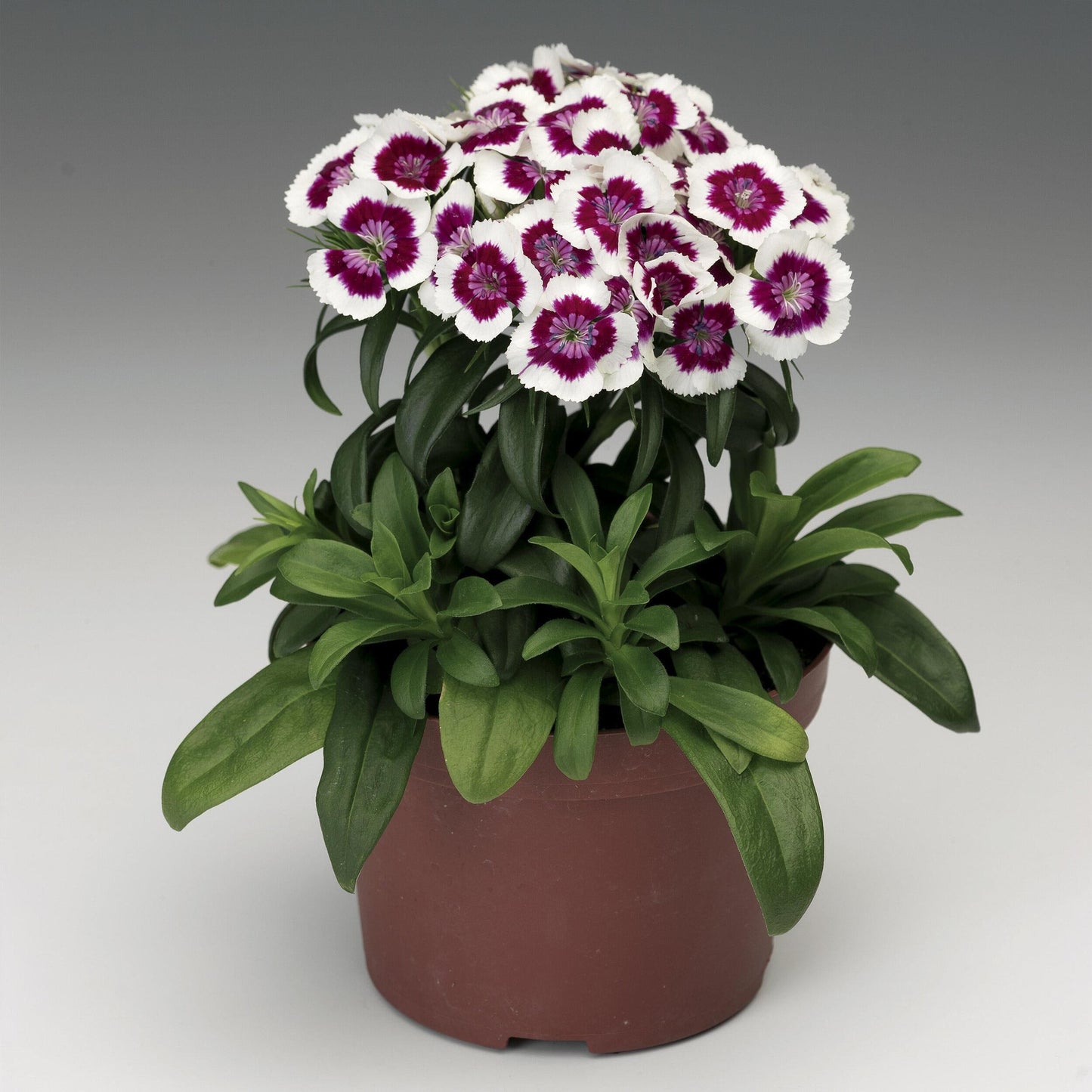 Dianthus Barbatus Barbarini Rose - View 9 from www redcrocus com