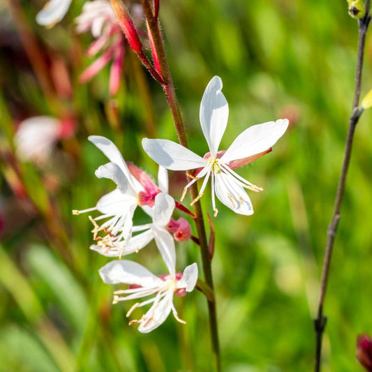 Gaura Lindheimeri Sparkle White - View 10 from www redcrocus com