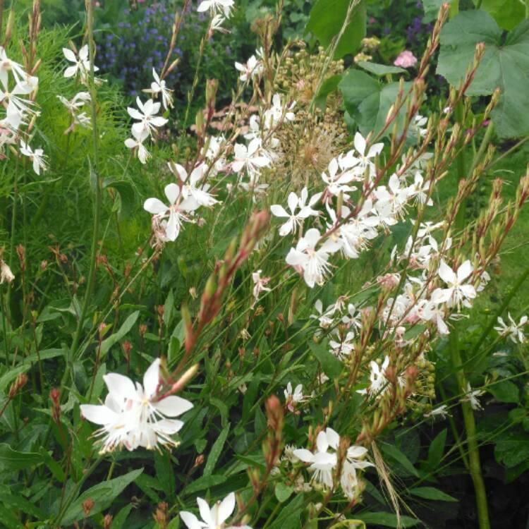 Gaura Lindheimeri Sparkle White - View 11 from www redcrocus com