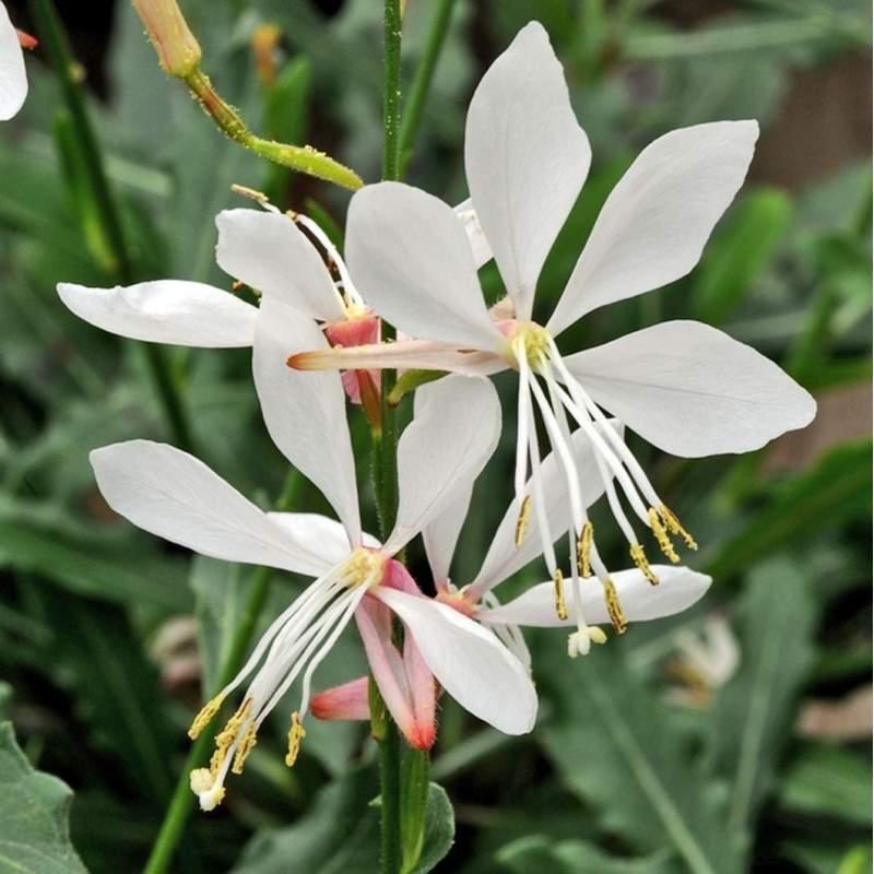 Gaura Lindheimeri Sparkle White - View 12 from www redcrocus com