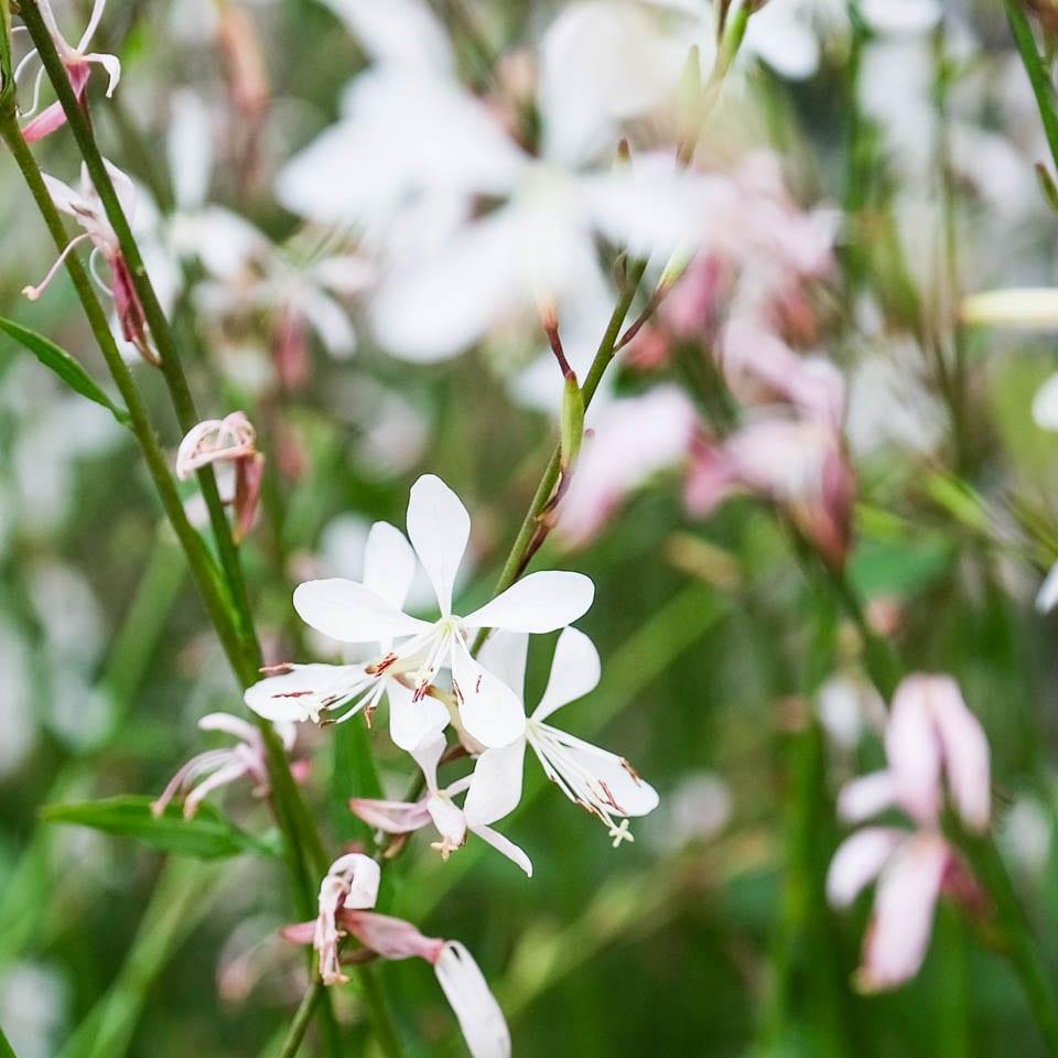 Gaura Lindheimeri Sparkle White - View 13 from www redcrocus com