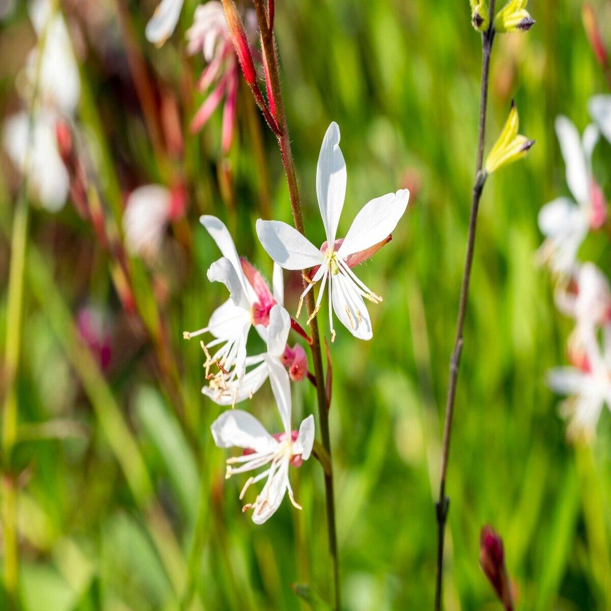 Gaura Lindheimeri Sparkle White - View 14 from www redcrocus com