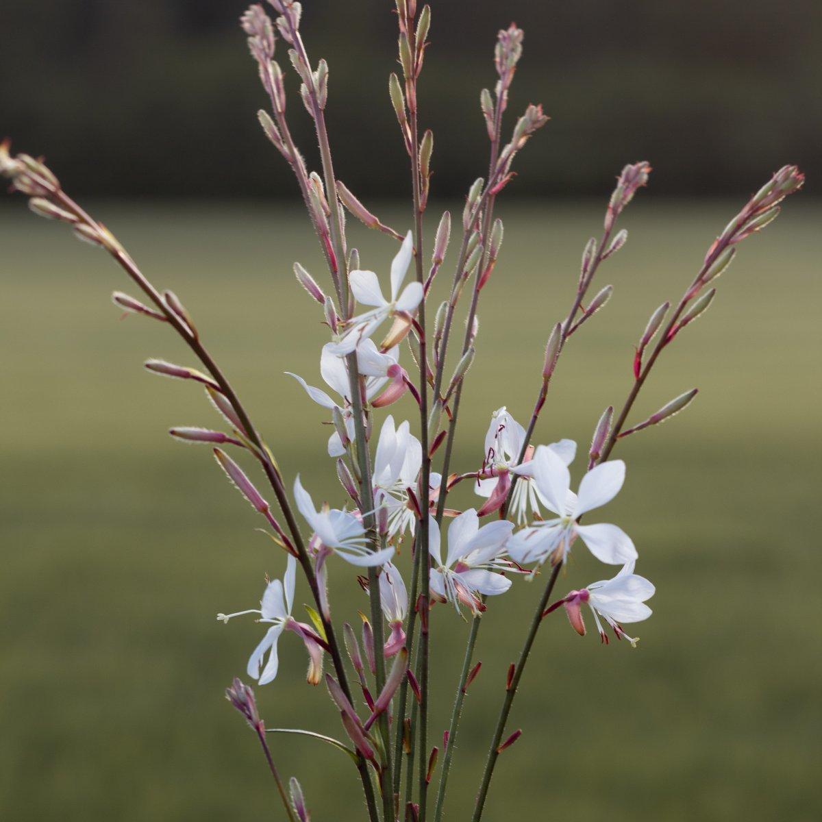 Gaura Lindheimeri Sparkle White - View 15 from www redcrocus com