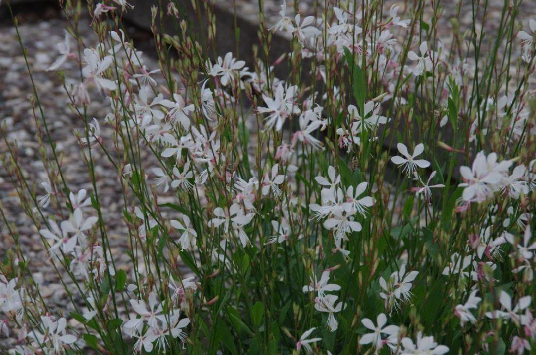 Gaura Lindheimeri Sparkle White - View 16 from www redcrocus com