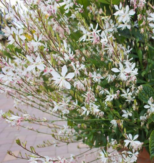 Gaura Lindheimeri Sparkle White - View 17 from www redcrocus com