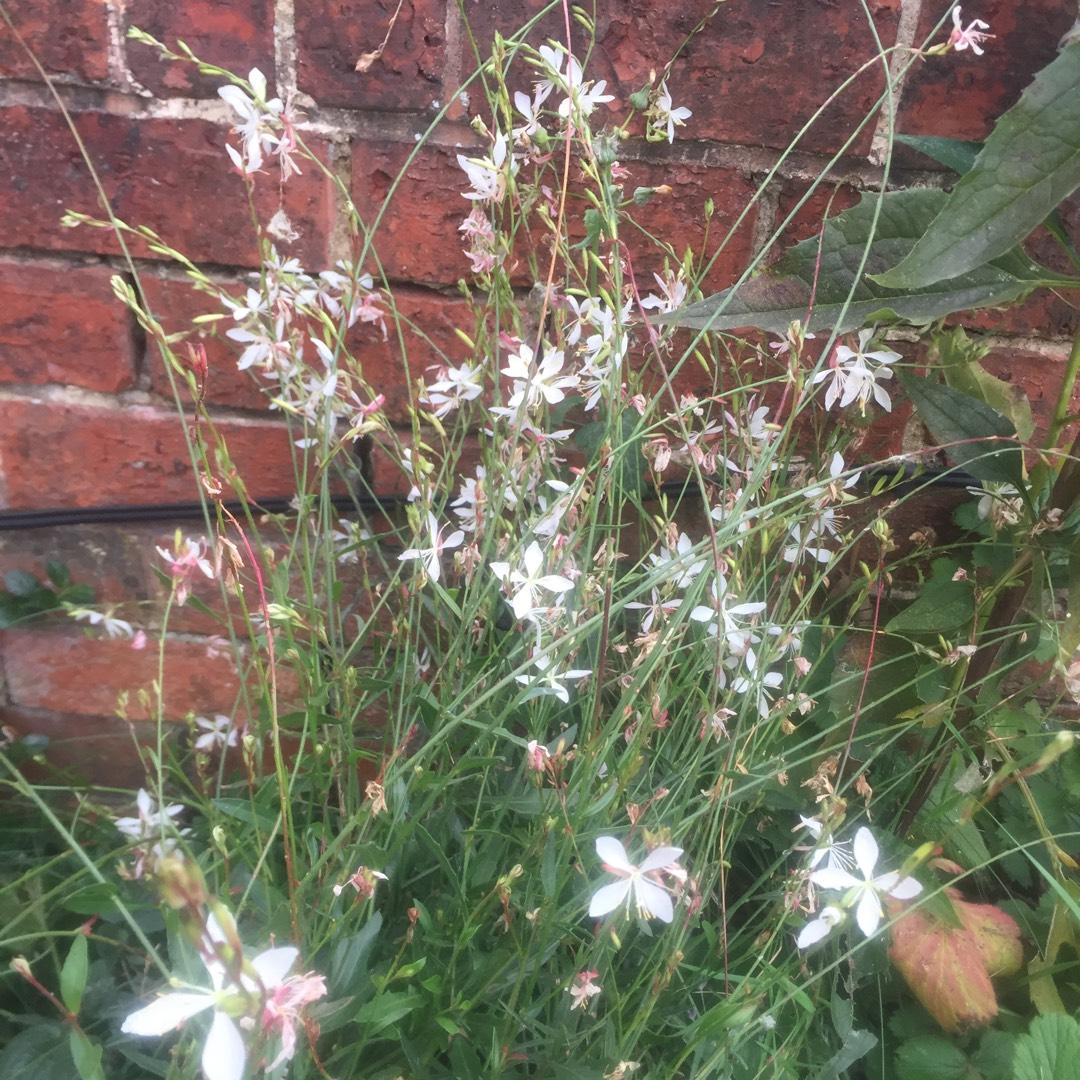 Gaura Lindheimeri Sparkle White - View 18 from www redcrocus com