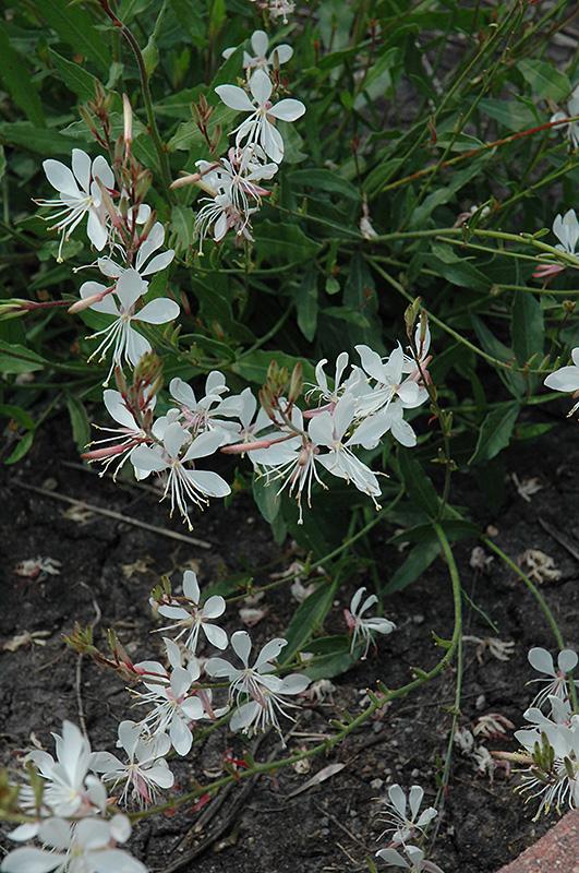Gaura Lindheimeri Sparkle White - View 19 from www redcrocus com