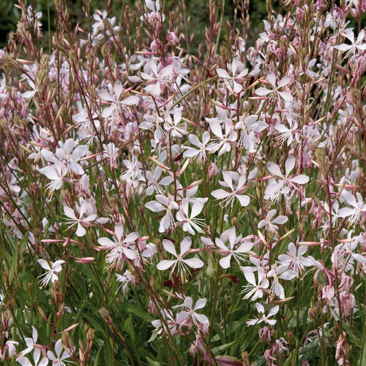 Gaura Lindheimeri Sparkle White - View 1 from www redcrocus com