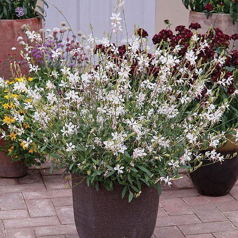 Gaura Lindheimeri Sparkle White - View 2 from www redcrocus com