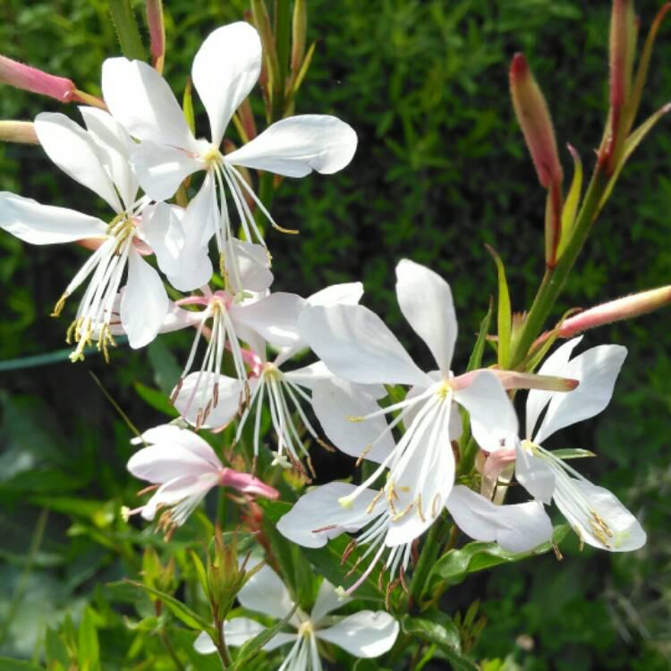 Gaura Lindheimeri Sparkle White - View 3 from www redcrocus com