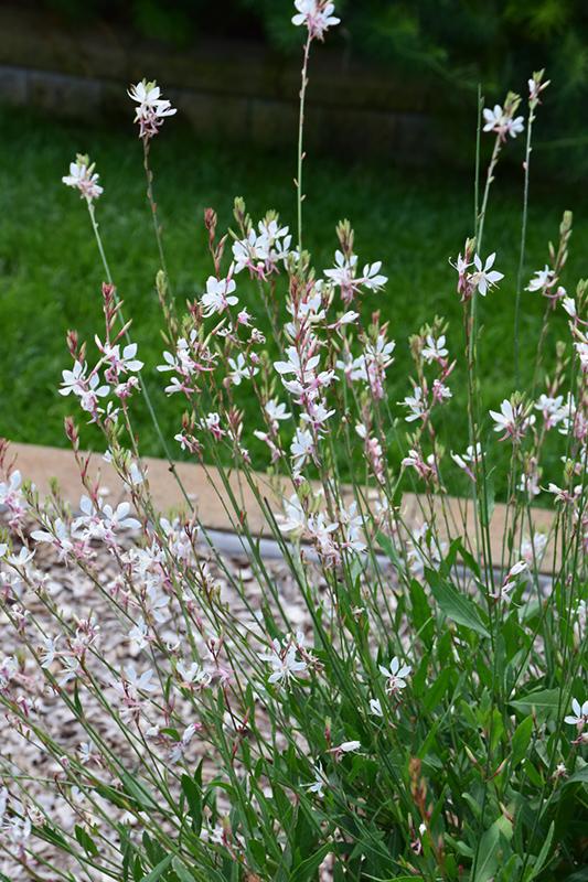 Gaura Lindheimeri Sparkle White - View 4 from www redcrocus com