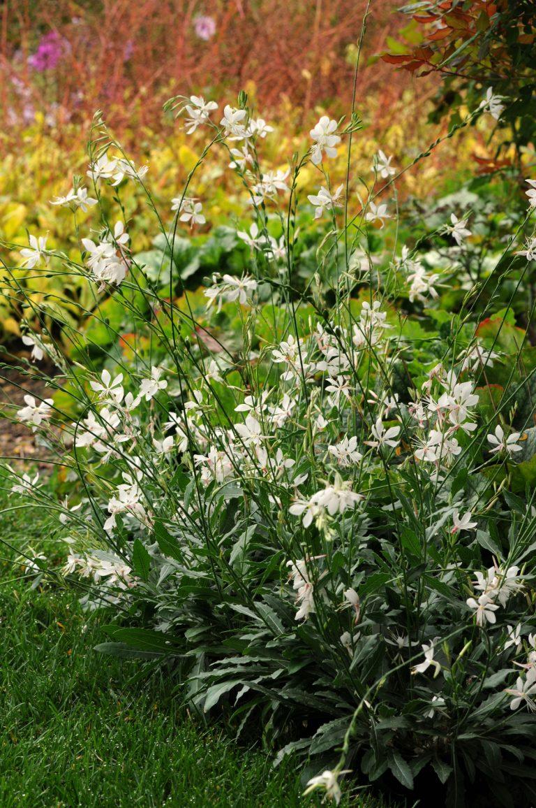 Gaura Lindheimeri Sparkle White - View 5 from www redcrocus com