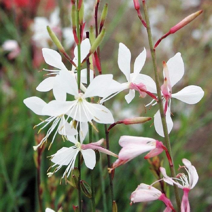 Gaura Lindheimeri Sparkle White - View 6 from www redcrocus com