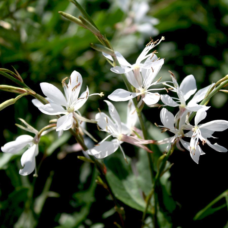 Gaura Lindheimeri Sparkle White - View 7 from www redcrocus com