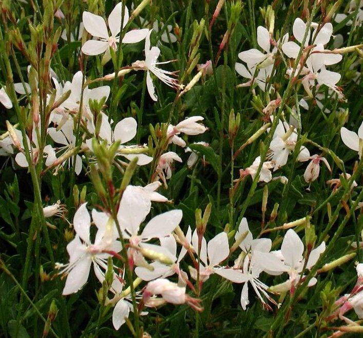 Gaura Lindheimeri Sparkle White - View 8 from www redcrocus com