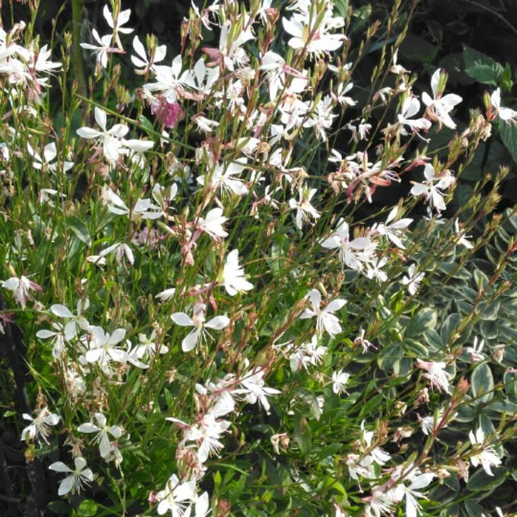 Gaura Lindheimeri Sparkle White - View 9 from www redcrocus com