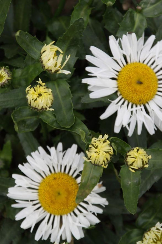 Leucanthemum X Superbum Ooh La Lacrosse - View 10 from www redcrocus com