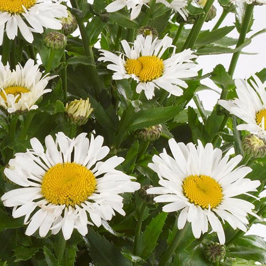 Leucanthemum X Superbum Ooh La Lacrosse - View 1 from www redcrocus com