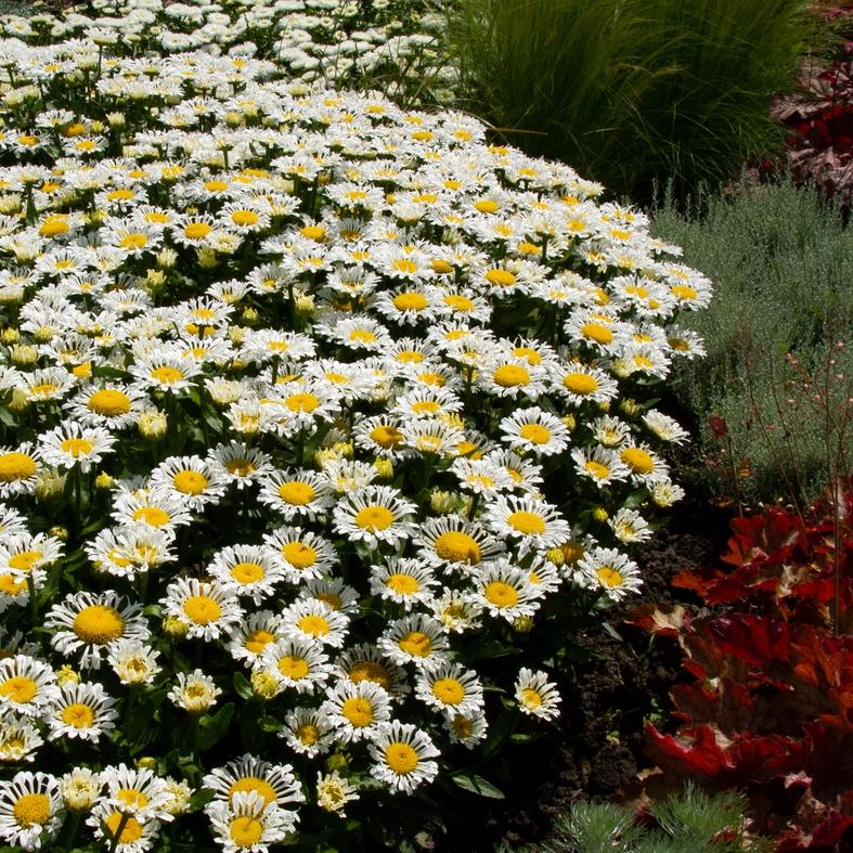 Leucanthemum X Superbum Ooh La Lacrosse - View 2 from www redcrocus com