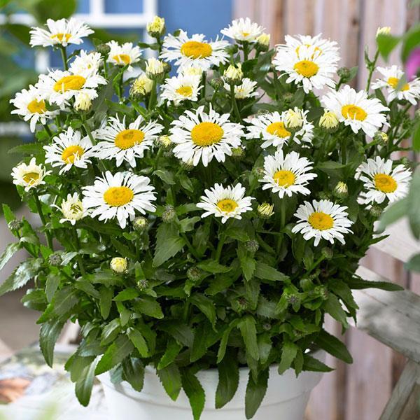 Leucanthemum X Superbum Ooh La Lacrosse - View 3 from www redcrocus com